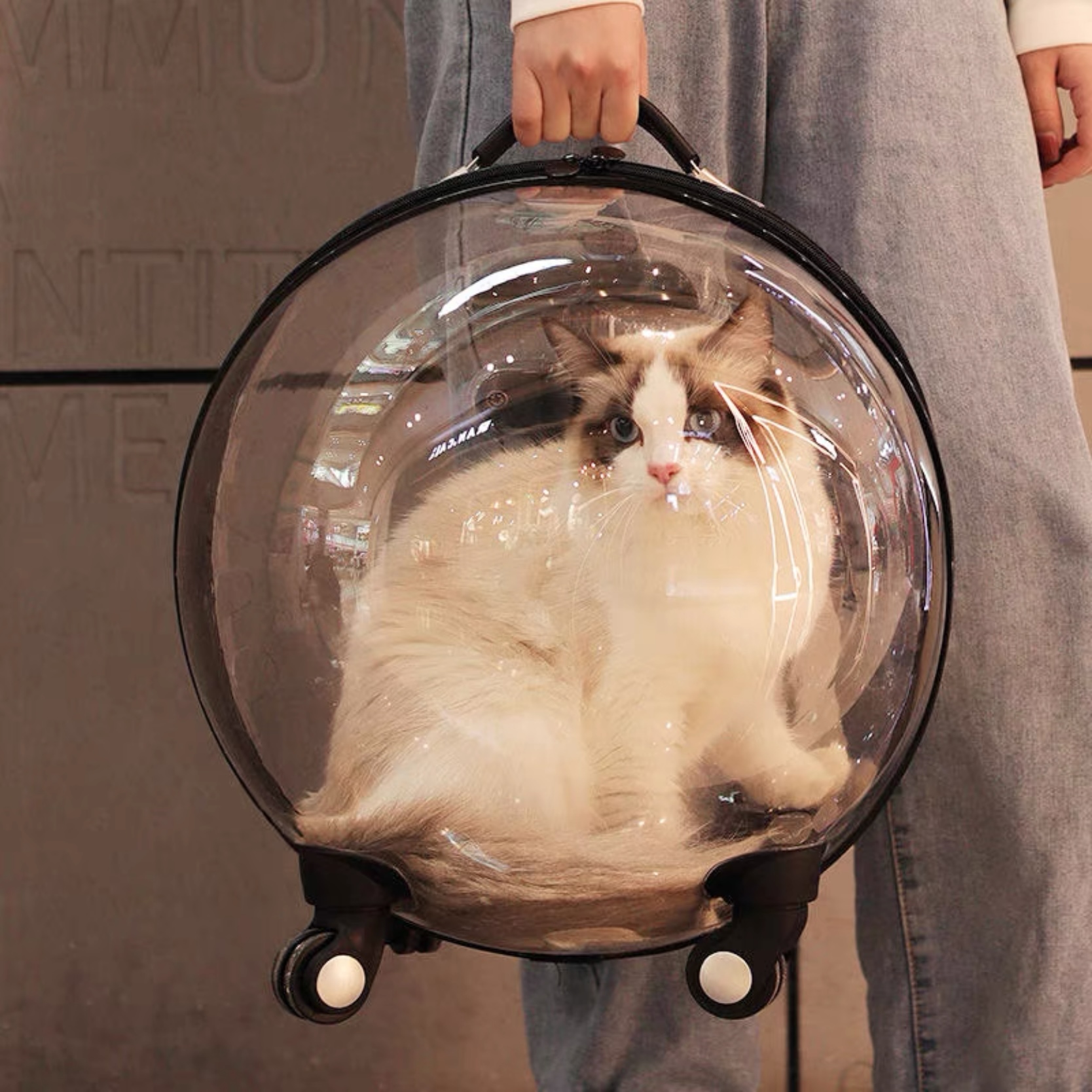 petwant automatic pet feeder - Professional Guide and Review