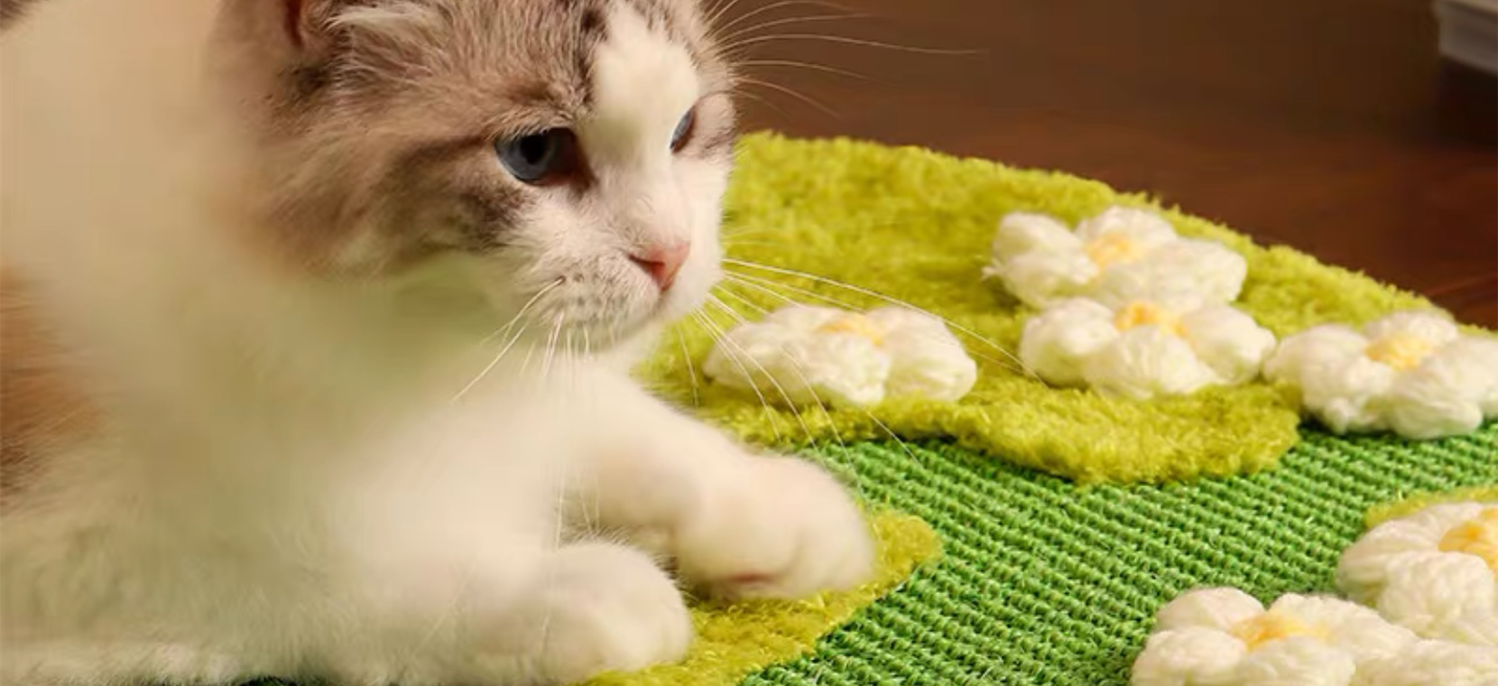 customised dog collar on a cavoodle at an Australian farm