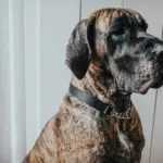 dog drink bottle - Professional Guide and Review