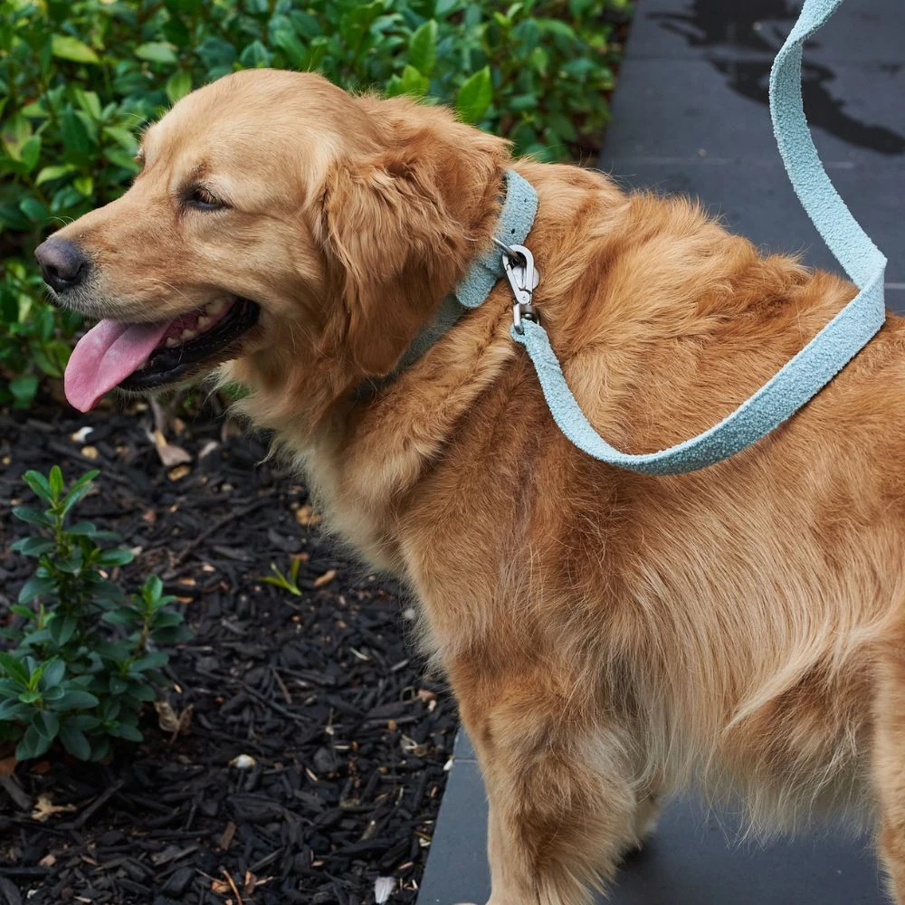 pet strollers australia - Professional Guide and Review