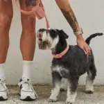 cat litter - Professional Guide and Review