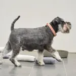 Australian Designed Boucle Dog Collar, Terracotta - Image 8