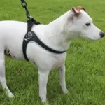 puffer jackets for dogs - Professional Guide and Review