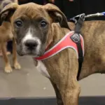 puppy water bottle - Professional Guide and Review