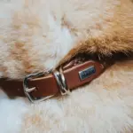 Hunter Rolled Soft Leather Dog Collar, Brown - Image 3