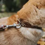 canine hammocks - Professional Guide and Review