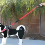 Tre Ponti Double Handled Dog Leash, Red - Image 4