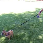 chewable toys - Professional Guide and Review