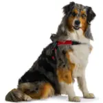 Tre Ponti Brio Adjustable Step In Dog Harness, Red - Image 5