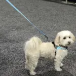 bike dog carrier australia - Professional Guide and Review