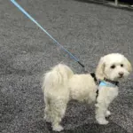 Tre Ponti Reflective Dog Leash, Pink - Image 6