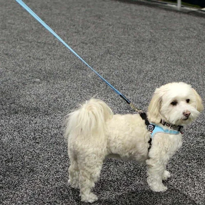 lifted dog food bowls - Professional Guide and Review