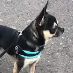 Tre Ponti Mesh Adjustable Girth Easy Fit Pet Harness, Black - Image 8