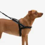 SofterWalk No Pull Dog Harness | Gotham - Image 7