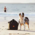 Dog Beach Anchor Bag with Leash - Image 7
