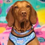Personalised Pet Harness - Rainbow Dreams - Image 10
