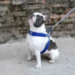 custom dog bed - Professional Guide and Review