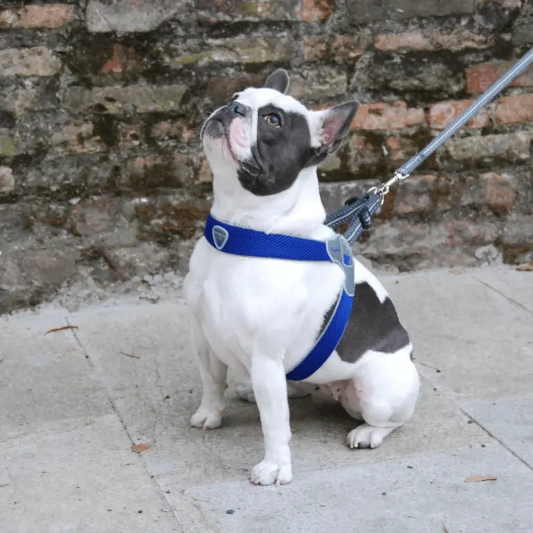 custom dog bed - Professional Guide and Review