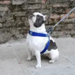 cat litter smart - Professional Guide and Review