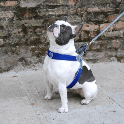 cat litter smart - Professional Guide and Review