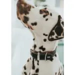 Hunter Aalborg Special Leather Dog Collar, Black - Image 6