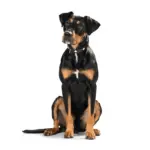 Hunter Classic Swiss Leather Dog Collar - Image 6