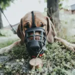 Hunter Dog Muzzle Albury - Image 7