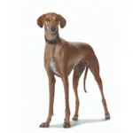 Hunter Super Soft Greyhound Leather Dog Collar - Image 9