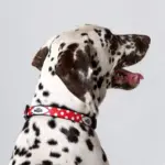 Personalised Dog Collar - Spots Red - Image 4