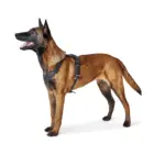 Hunter Aalborg Soft Genuine Leather Dog Harness, Black - Image 2