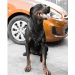 Hunter Easy Comfort Dog Car Harness - Image 9