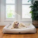 dog outdoor house - Professional Guide and Review