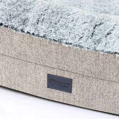 name tag dog on Australian shepherd