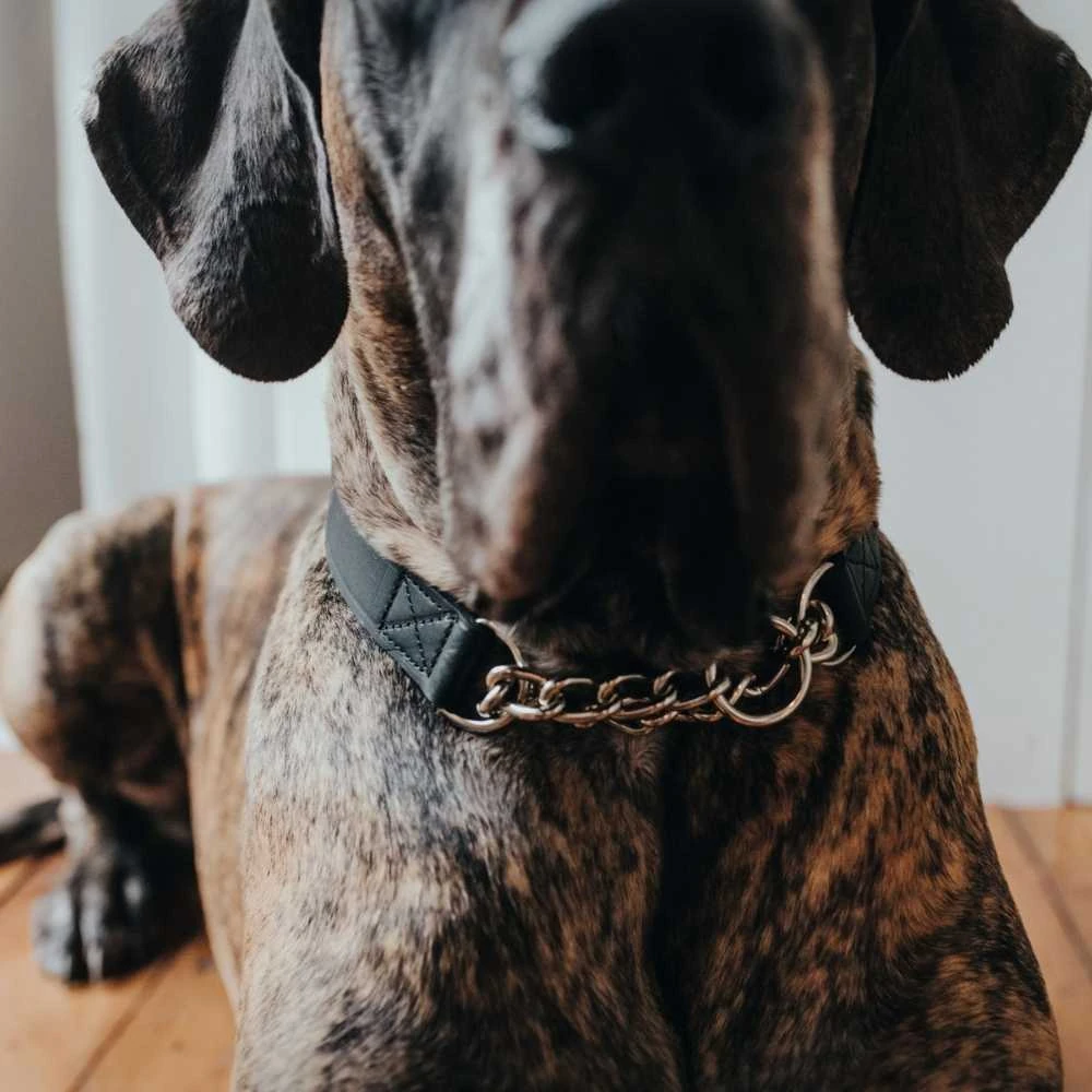 staircase for pets with antimicrobial TPE treads in modern Australian bedroom