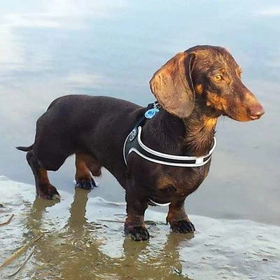 cat collar name tag on a Bengal cat exploring a tropical garden