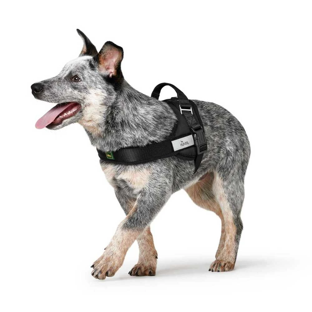 dog car safety harness crash test comparison showing stitching failure points