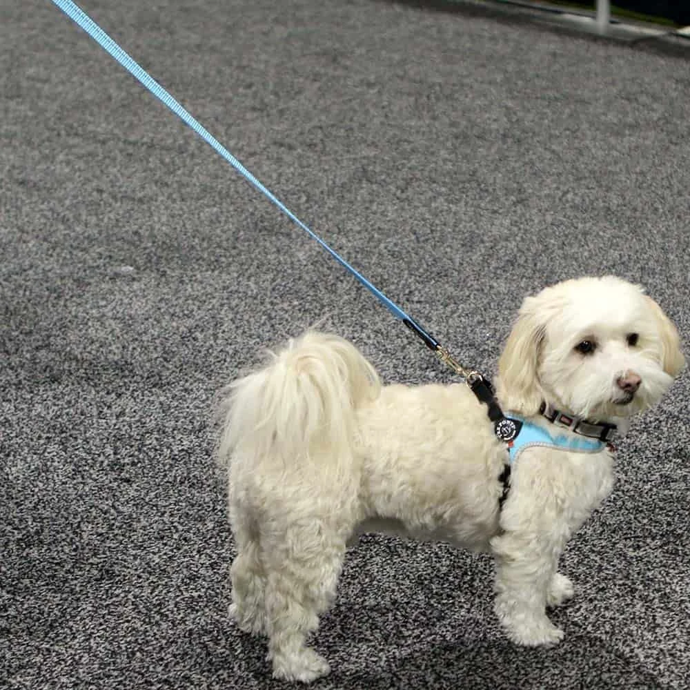 Smiling Australian dog in pet car bed inside a car