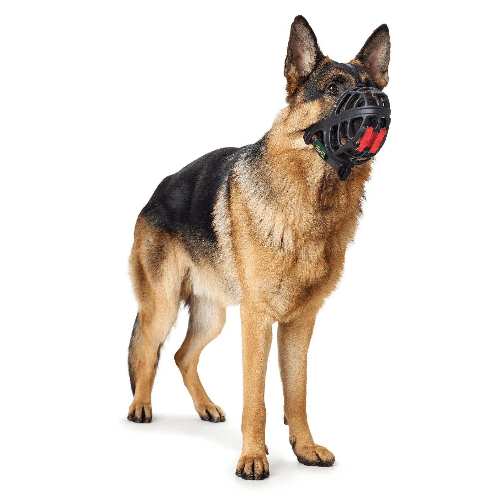 best dog leads device specifications comparison