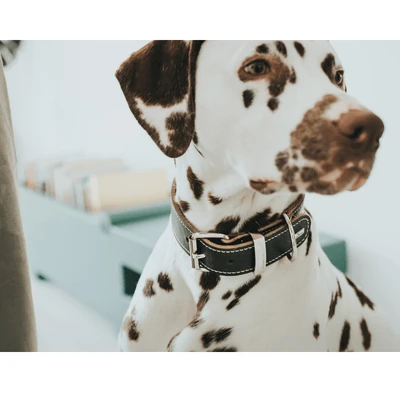 handler using flirt pole for large dogs on grassy oval at sunrise
