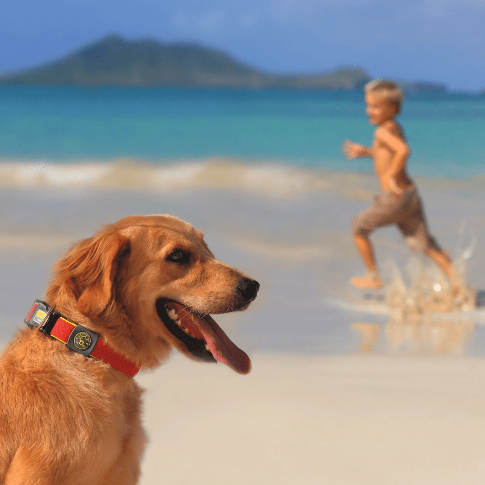 Proper installation techniques for fencing for a dog showing concrete footings and angled aprons